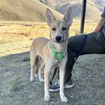 Rescue Mixed Breed Dogs for Adoption in Hailey, Idaho - Cece | PetCurious