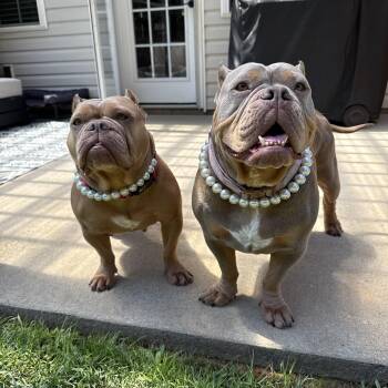 Maddie & Maizie -  American Bully Dog for Adoption in Greer, South Carolina - Maddie & Maizie | PetCurious