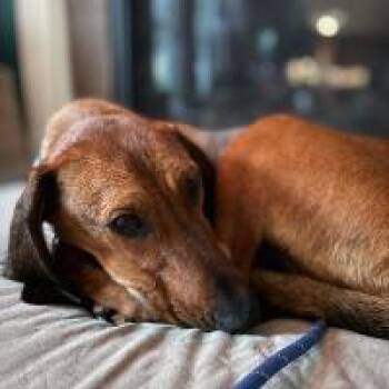 Nellie Jo -  Hound Dog for Adoption in Monticello, New York - Nellie Jo | PetCurious