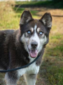 Rescue Siberian Husky Dogs for Adoption in Burnaby, British Columbia - August | PetCurious