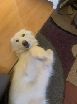 Pearl -  Husky Dog for Adoption - Pearl | PetCurious