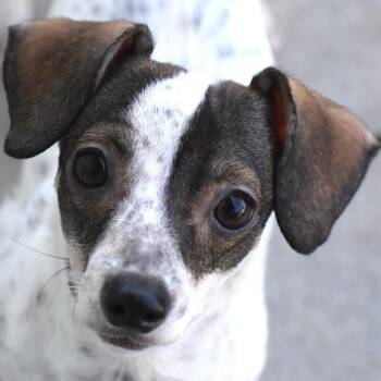 Rodeita -  Chihuahua Dog for Adoption in Auburn, Nebraska - Rodeita | PetCurious