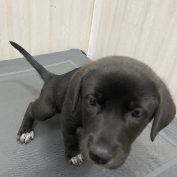 Rescue Australian Cattle Dog Blue Heeler Dogs for Adoption in Muscatine, Iowa - Breanna | PetCurious