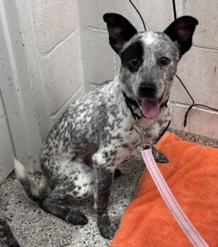 Pippin -  Australian Cattle Dog Blue Heeler and Mixed Breed Dog for Adoption in Kansas City, Missouri - Pippin | PetCurious