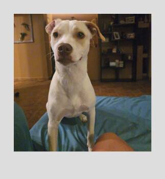 Rescue Pit Bull Terrier Dogs for Adoption in Phoenix, Arizona - Rayne | PetCurious