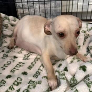 Misty -  Chihuahua and Dachshund Dog for Adoption in Nampa, Idaho - Misty | PetCurious