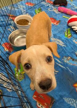 Joy A217545 -  Labrador Retriever Dog Available for Adoption in Plano, Texas - Joy A217545 | PetCurious