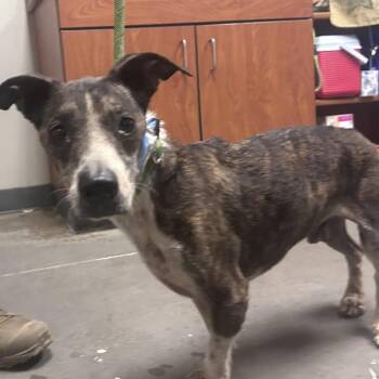 Baldur -  Dachshund and Mixed Breed Dog for Adoption in Yuma, Arizona - Baldur | PetCurious