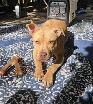 Mixed Breed Dogs Available for Adoption - Rory | PetCurious