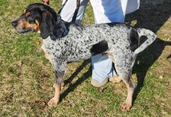 Hound Dogs Available for Adoption - Rose | PetCurious
