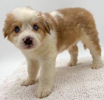 Bruce -  Australian Shepherd and Great Pyrenees Dog for Adoption in Bowling Green, Kentucky - Bruce | PetCurious