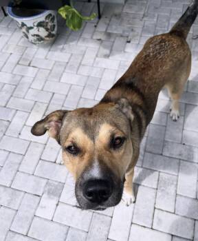 Bear -  Shepherd Dog for Adoption in Tallahassee, Florida - Bear | PetCurious
