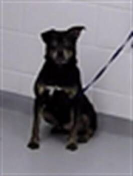 Mixed Breed Dogs Available for Adoption - HUNT | PetCurious