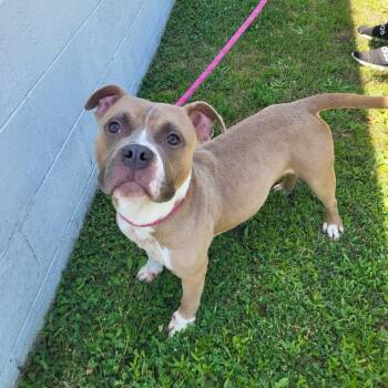 McDowney -  Staffordshire Bull Terrier Dog for Adoption in Sunderland, Maryland - McDowney | PetCurious