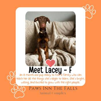 Doberman Pinscher Dogs Available for Adoption - Lacey | PetCurious