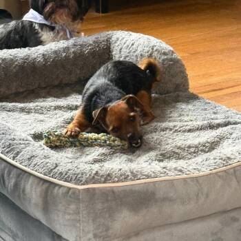Dolly -  Yorkshire Terrier and Mixed Breed Dog for Adoption in Madison, Wisconsin - Dolly | PetCurious