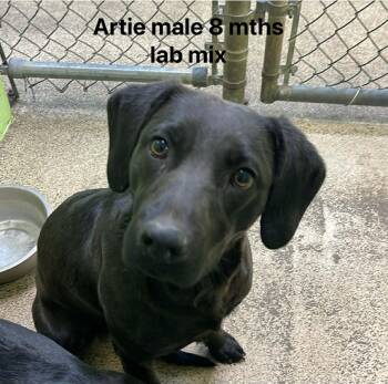 Black Labrador Retriever Dogs Available for Adoption - Artie | PetCurious