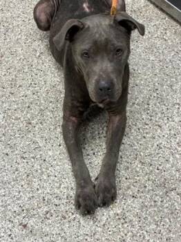 Heffalump -  Terrier and Mixed Breed Dog for Adoption in Gastonia, North Carolina - Heffalump | PetCurious