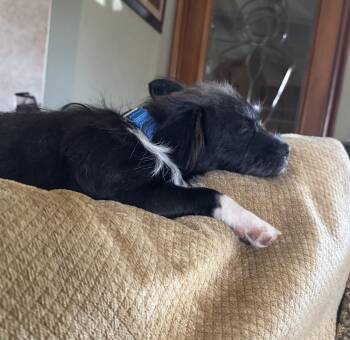 Peppa -  Terrier Dog for Adoption in Plymouth, Michigan - Peppa | PetCurious