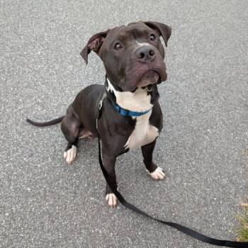 Justin -  Pit Bull Terrier Dog for Adoption in Greensboro, North Carolina - Justin | PetCurious