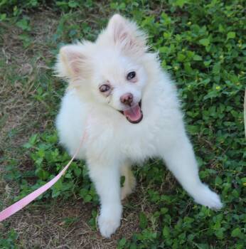 Loti -  Pomeranian Dog for Adoption in Bandera, Texas - Loti | PetCurious