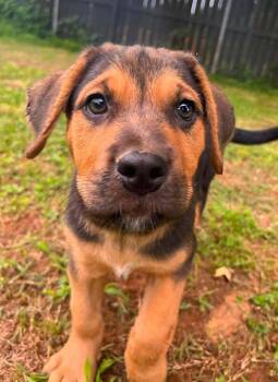 Baby Kate -  Mixed Breed Dog for Adoption in Acworth, Georgia - Baby Kate | PetCurious