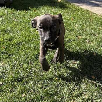 Story -  Mixed Breed Dog for Adoption in Madison, Wisconsin - Story | PetCurious