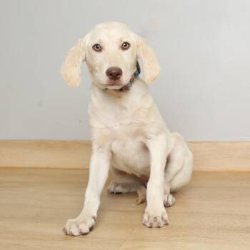 Labrador Retriever Dogs Available for Adoption in Minnetonka, Minnesota - Peaches D69436 | PetCurious
