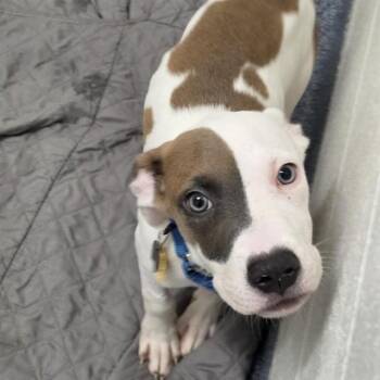 BOWIE -  Pit Bull Terrier and Mixed Breed Dog for Adoption in St. Louis, Missouri - BOWIE | PetCurious