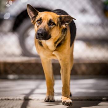 German Shepherd Dog Dogs Available for Adoption in Twentynine Palms, California - Apalla | PetCurious
