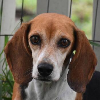 Rescue Beagle Dogs for Adoption in Auburn, Nebraska - Emberlynn | PetCurious