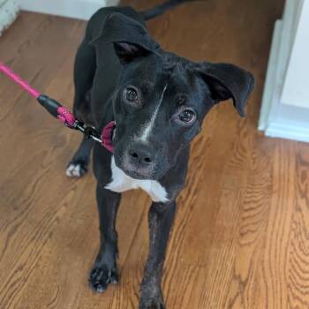 Matilda -  Black Labrador Retriever and Mixed Breed Dog for Adoption in Avon, Ohio - Matilda | PetCurious
