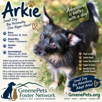 Arkie -  Yorkshire Terrier and Chiweenie Dog for Adoption in Greeneville, Tennessee - Arkie | PetCurious