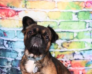 Morty -  French Bulldog Dog for Adoption in NEW PT RICHEY, Florida - Morty | PetCurious