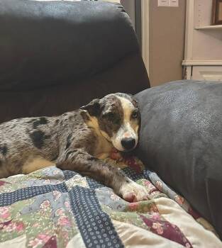 Terrier Dogs Available for Adoption - Blast | PetCurious