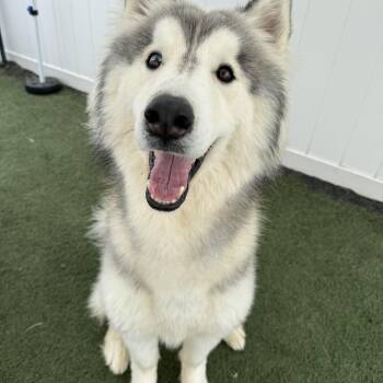 Siberian Husky Dogs Available for Adoption in Myrtle Beach, South Carolina - Koda | PetCurious