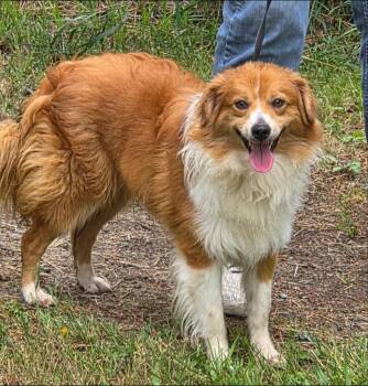 Teddy -  Australian Shepherd Dog for Adoption in Thompson Falls, Montana - Teddy | PetCurious