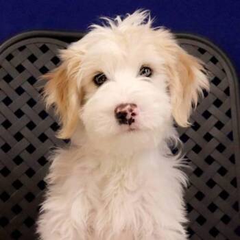 Kilmer -  Australian Shepherd Dog for Adoption in Midland, Texas - Kilmer | PetCurious