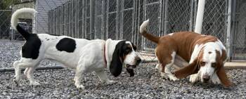Millie -  Basset Hound Dog for Adoption in Fort Washington, Maryland - Millie | PetCurious