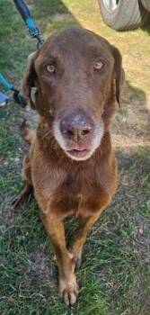 Justice -  Labrador Retriever Dog for Adoption in Austin, Texas - Justice | PetCurious