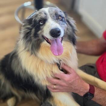 Clay -  Australian Shepherd and Border Collie Dog Available for Adoption in Chapel Hill, North Carolina - Clay | PetCurious