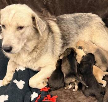 Phoenix -  Shepherd Dog for Adoption in Thief River Falls, Minnesota - Phoenix | PetCurious