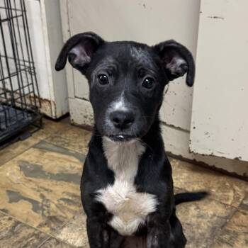 Citgo -  Labrador Retriever Dog for Adoption in Columbia, South Carolina - Citgo | PetCurious