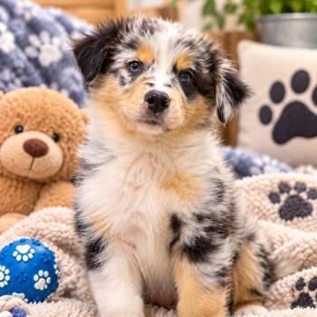 Noah -  Australian Shepherd Dog for Adoption in Fresno, California - Noah | PetCurious