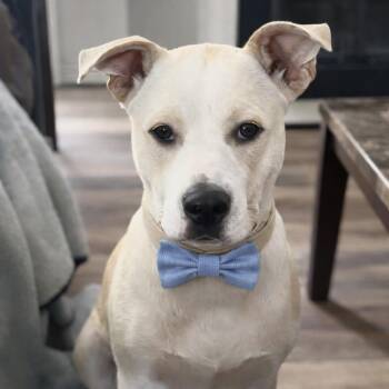 Labrador Retriever Dogs Available for Adoption in Manchester, Connecticut - Buddy Gates | PetCurious