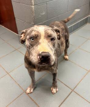 Octavia -  Mixed Breed Dog for Adoption in Nashville, Tennessee - Octavia | PetCurious