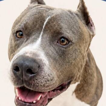 Hikaru -  American Bully Dog for Adoption in Jackson Township, New Jersey - Hikaru | PetCurious
