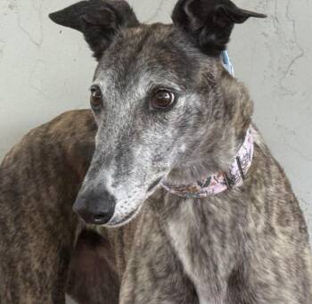Millie -  Greyhound Dog Available for Adoption in Coon Rapids, Minnesota - Millie | PetCurious