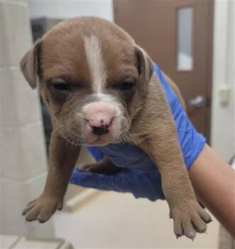 Bingo -  Black Mouth Cur and Staffordshire Bull Terrier Dog for Adoption in Columbia, Illinois - Bingo | PetCurious