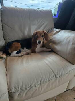 Juno -  Beagle Dog for Adoption in Lockport, New York - Juno | PetCurious